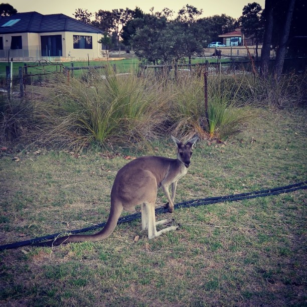 Yesterday I saw this and many other #kangaroos near #Perth.  Did you?