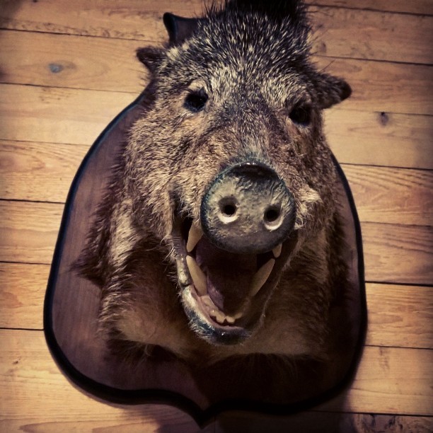 #sayhello to #mylittlefriend #theboar #taxidermy