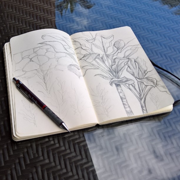 #Drawing #Hawaii #vegetation takes #timeandpatience #sketch #Rotring