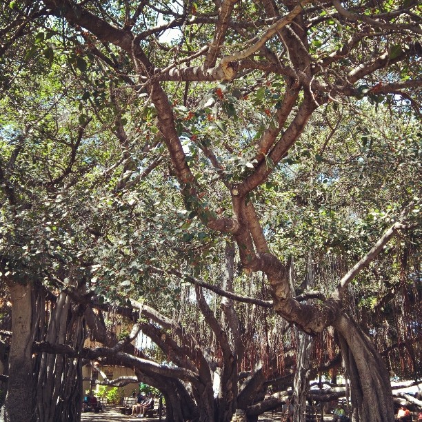 #Lahaina #banyantree #park #Maui