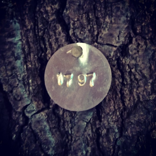 #Austin #tree #1797