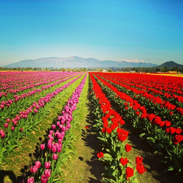 #tulips #pnw #halfhalf