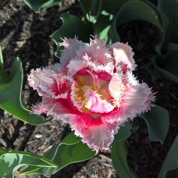 One of the most #interesting #tulips I have seen in #WA