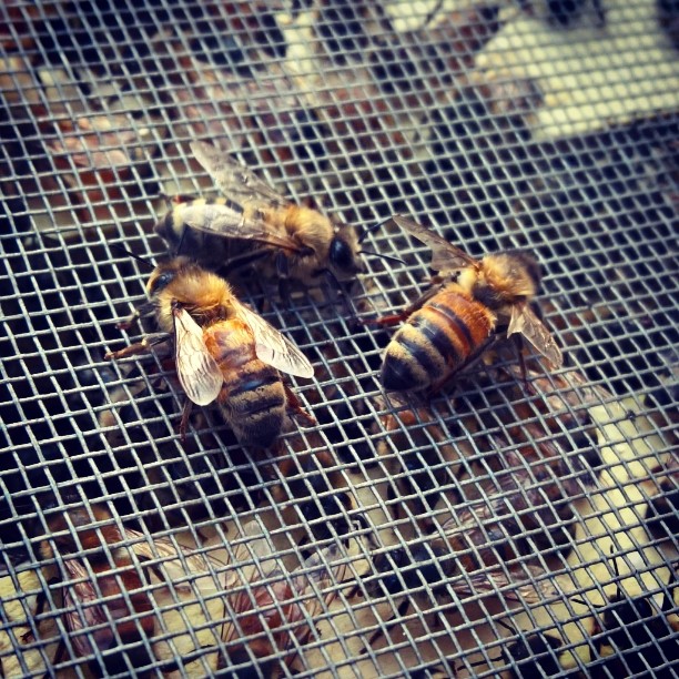 #GaleHiveOne our #Bees #beehive #hive