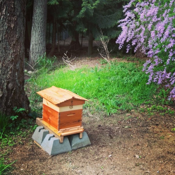 phlojoHere are our humble #beekeeping #beginnings. One week later we found the #queen and we are confident that the #bees are doing well. #honeyflow