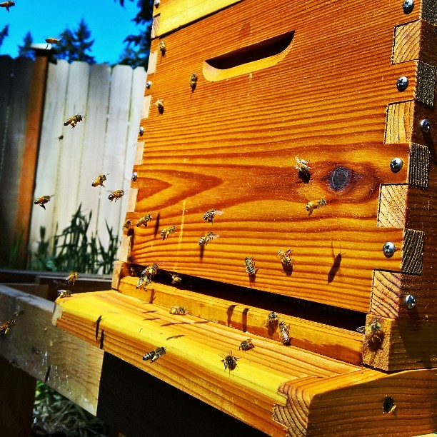 I could sit here and watch my bees for hours... #bees #honey #hive # honeyflow #flowhive #summer