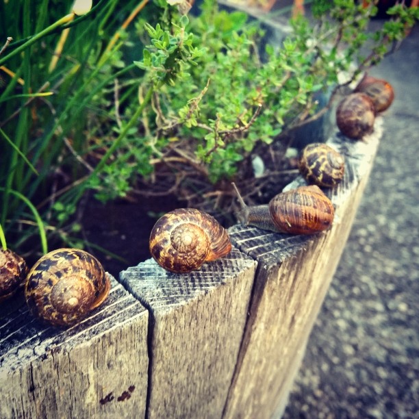 #snail #snailparty #garden #shell #snailgathering #snailane #unexpected