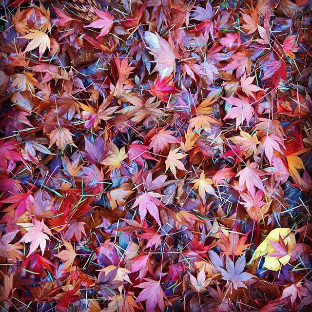 #fall #texture #pattern #leaves #reallysmallleaves