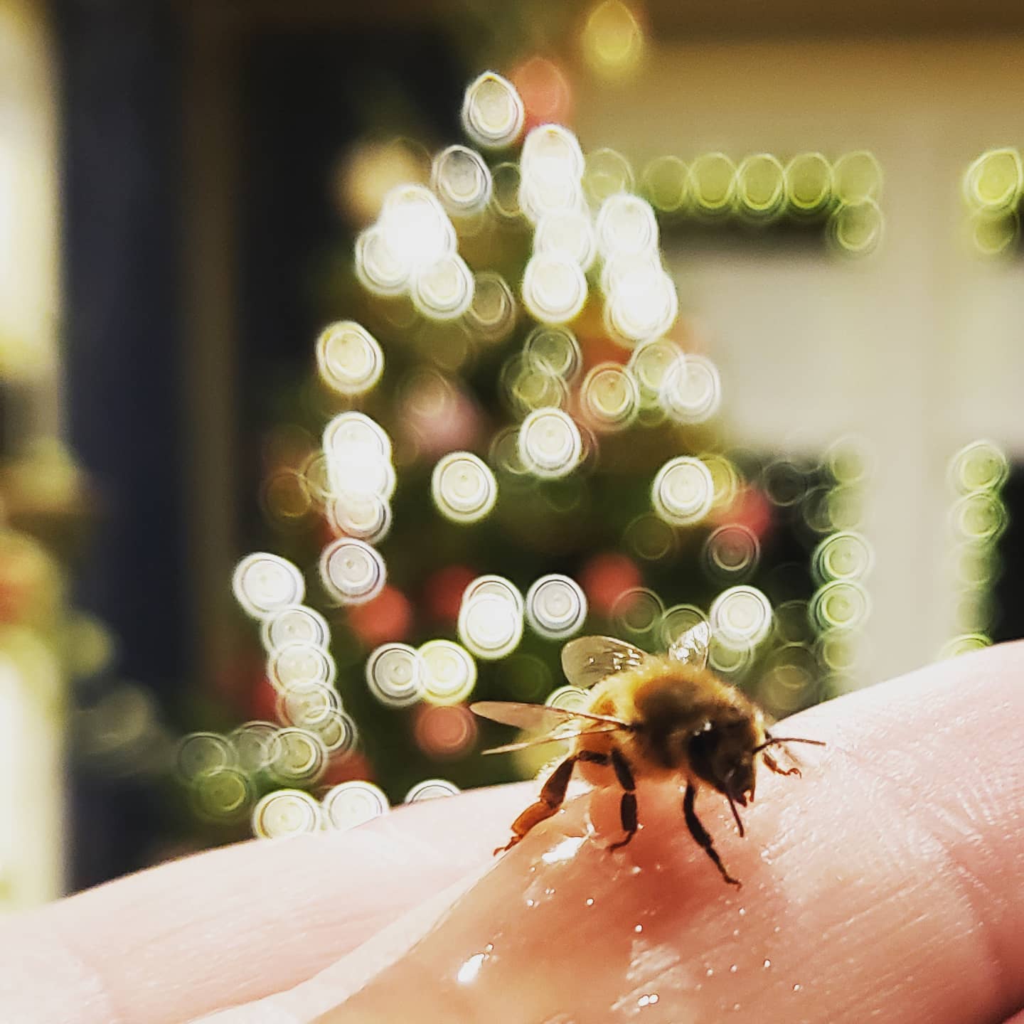 A little #bee followed me #inside yesterday.  I gave her some #honey, she #helped us #decorate the #christmastree and then we #sang #carols together. #GaleEstates