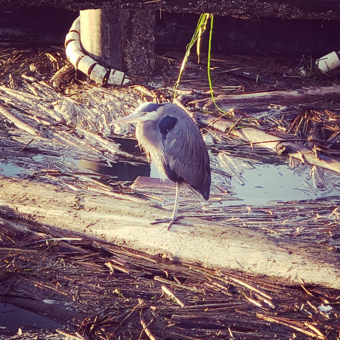 This #greatblueheron knows #whatsup.