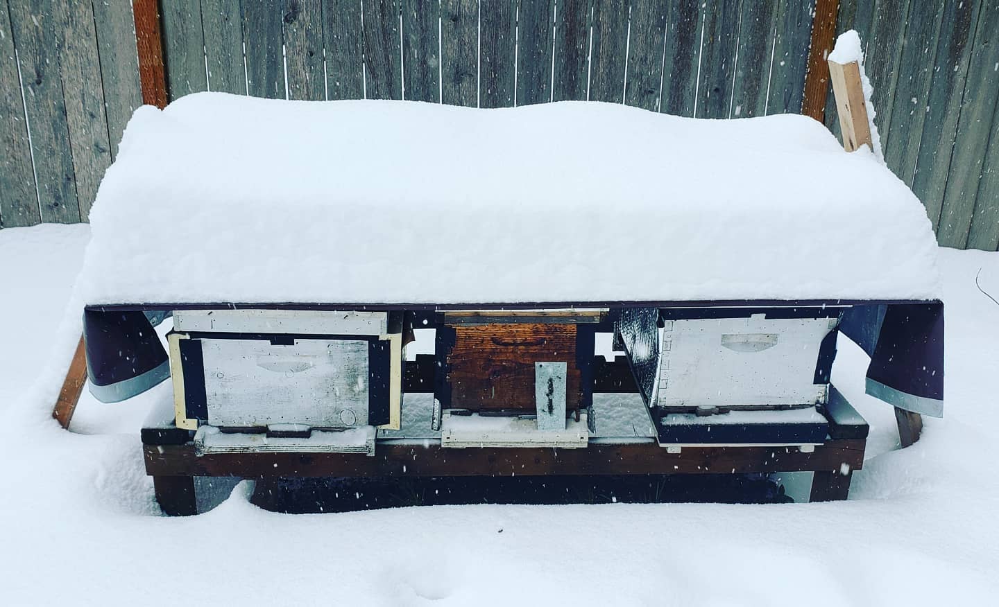 #GaleEstates #apiary #hives #coveredinsnow