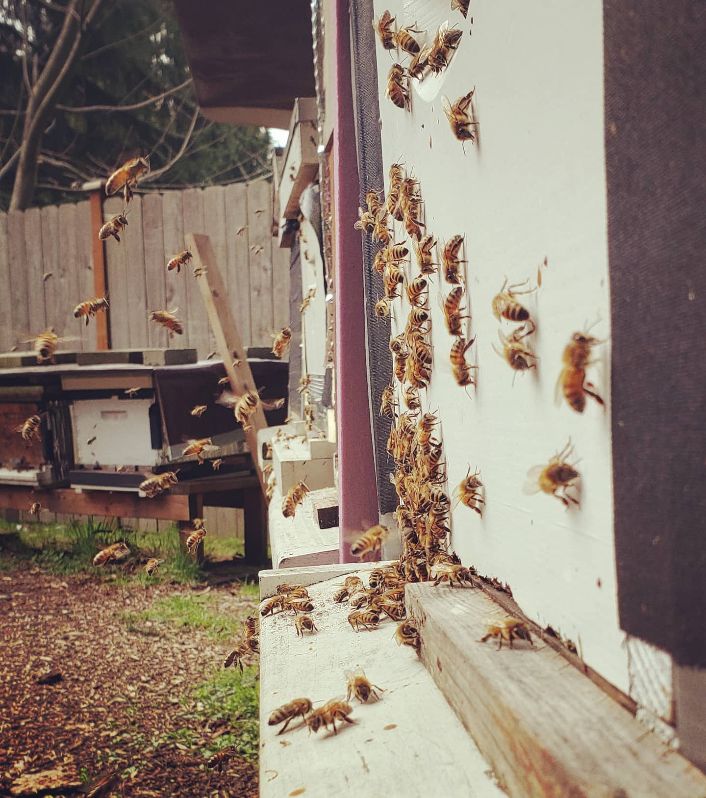 #Spring is #finally #intheair at the #GaleEstates.  #ThankGod the #bees made it through the winter!  I think we are well over the hump now. #PNW #Beekeeping #honey #hives.