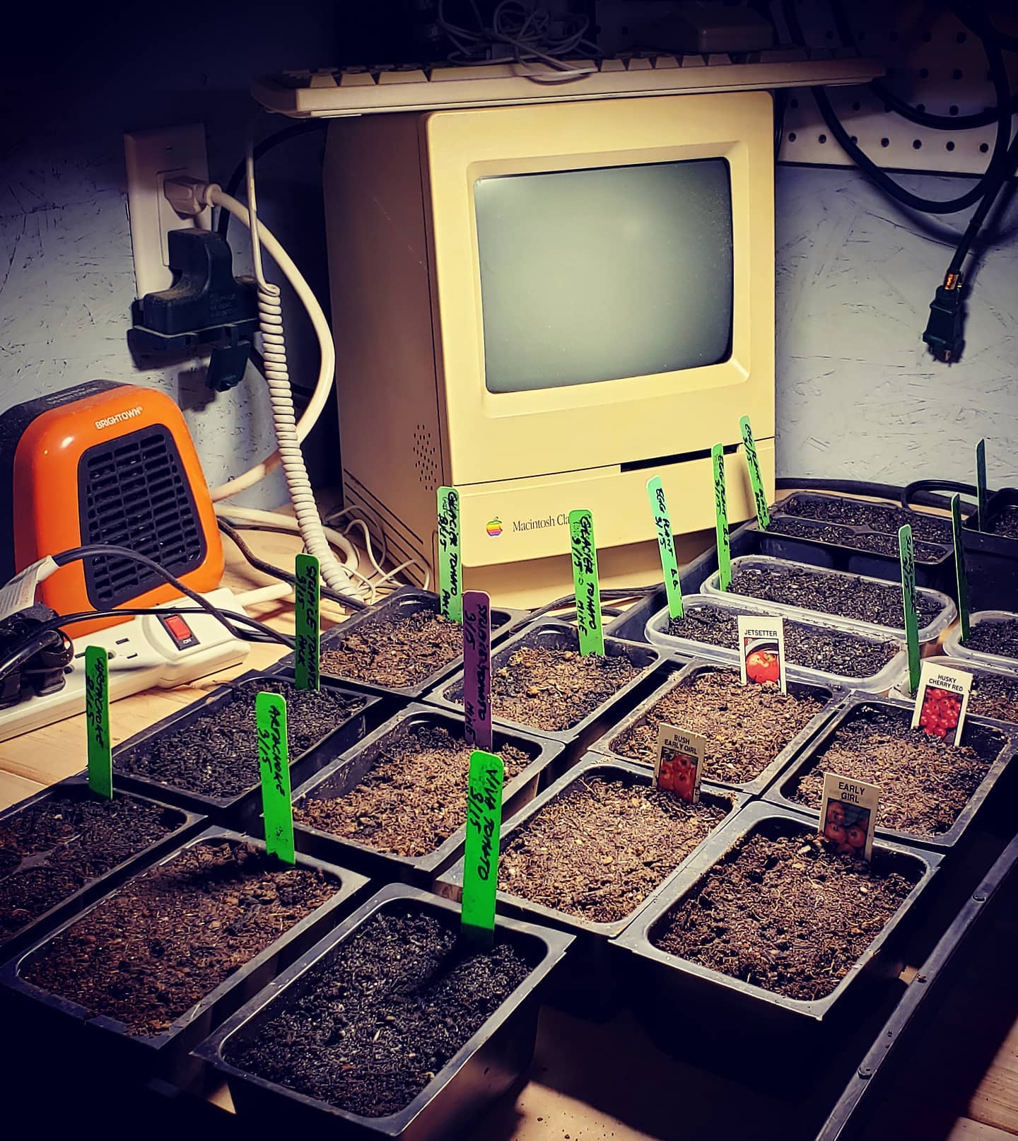 #veggie #starts and an #old #applecomputer