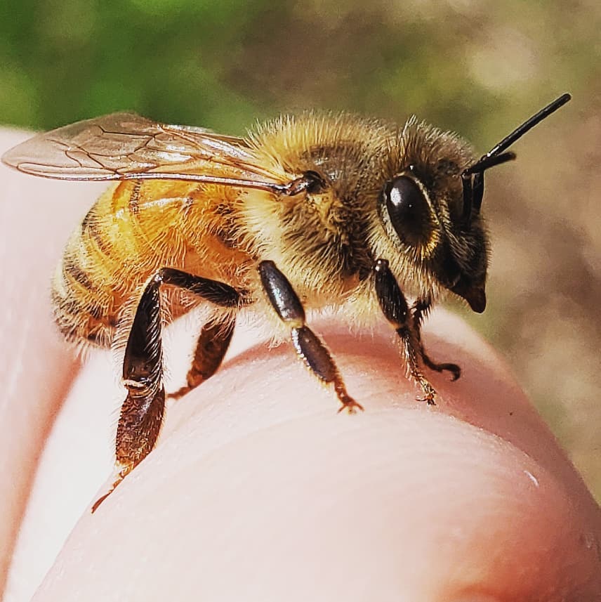 #helloagain #mylittlefriend.  #GaleEstates #Beekeeping #bees #Beekeeping