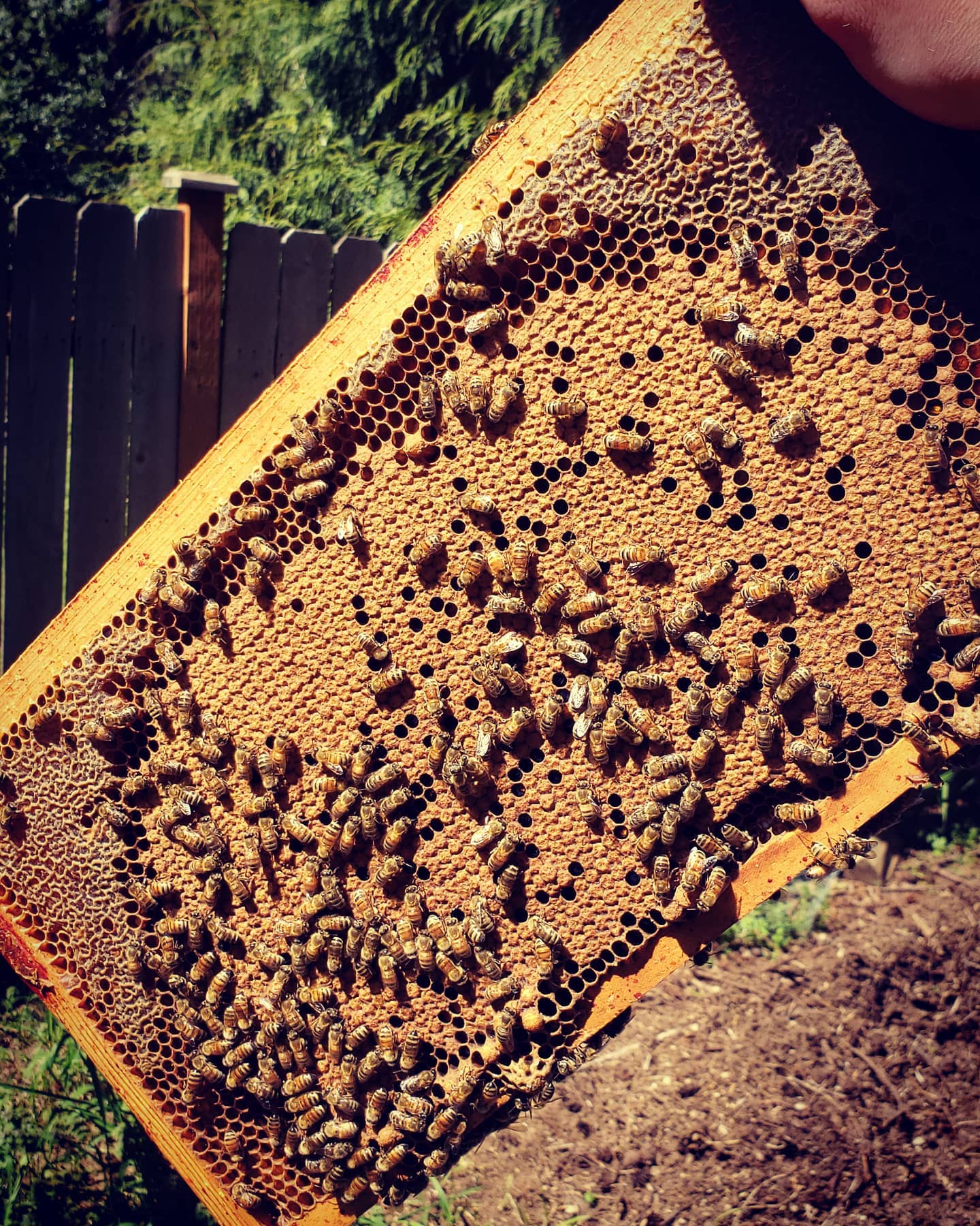 #GaleEstates #apiary #bees #capped #brood #frame