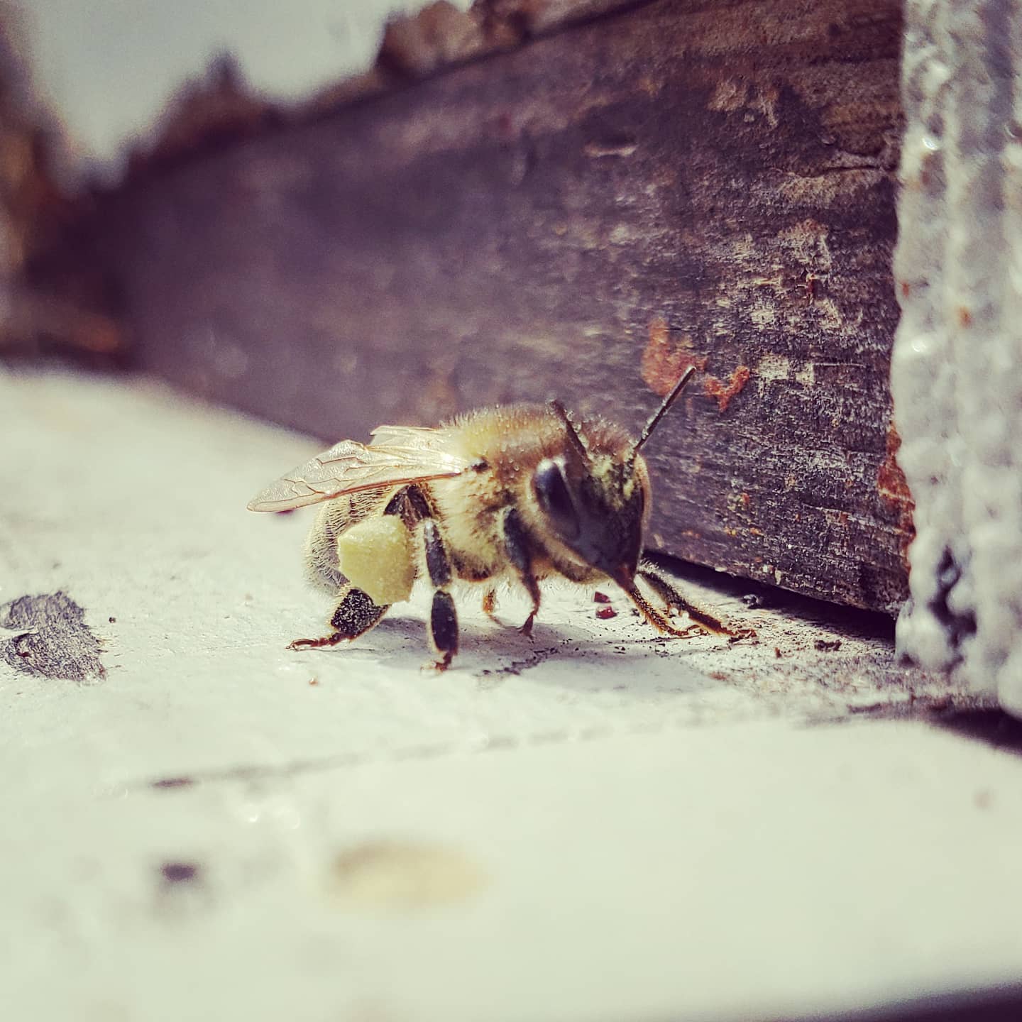 Just a #bee #bringinghomethebacon. #pollen #yellowpants #GaleEstates #apiary