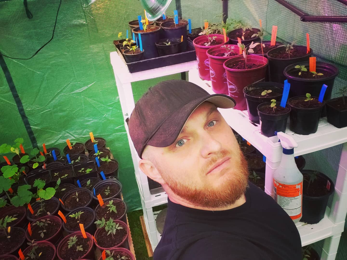 #me and my #toomany #veggiestarts.  I'm no sure where I'm gonna plant 60 tomatoes...