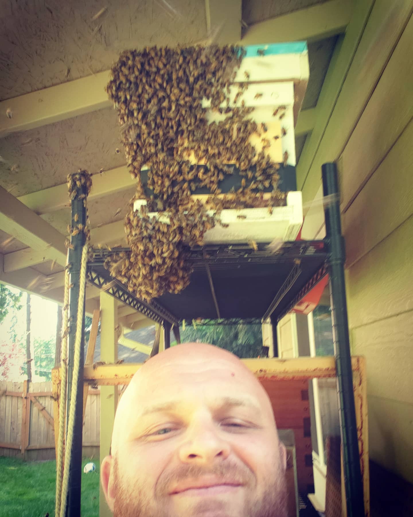 Few things make me #happier than a #beeswarm coming to my #swarmtrap.  #GaleEstates #PNW #Beekeeping.  #Happy #internationalbeeday #BeeDay