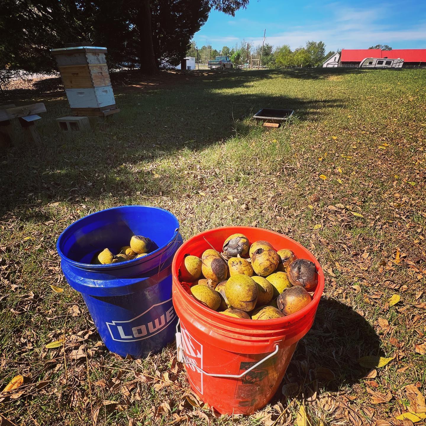 I picked two #buckets of #blackwalnuts.  Now I just need to figure out how to process them. #GaleEstates.