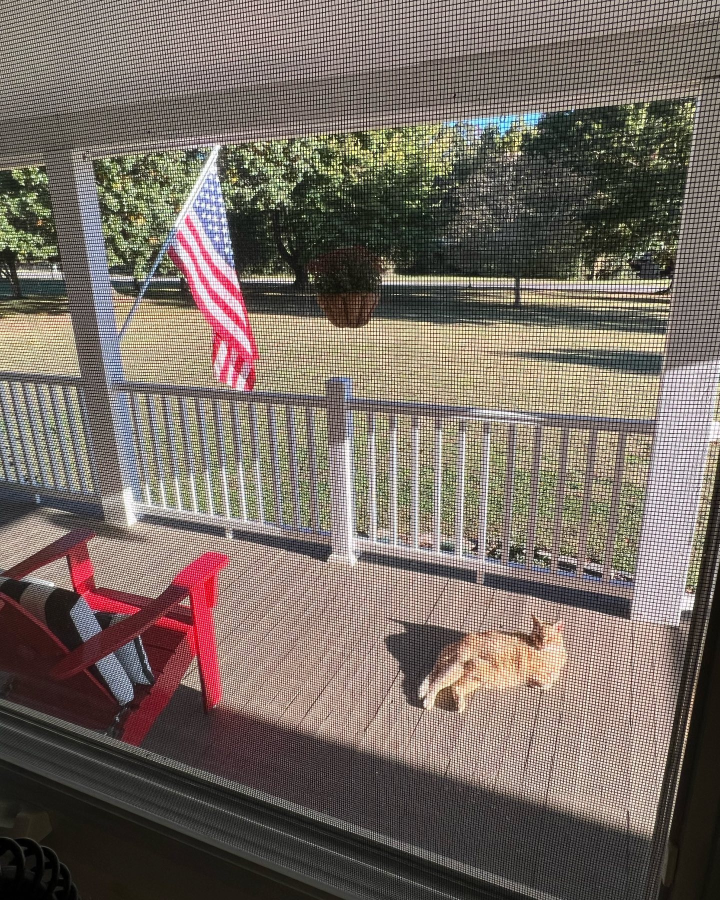 Larry basking in the sun like a true #American. #larryingaround